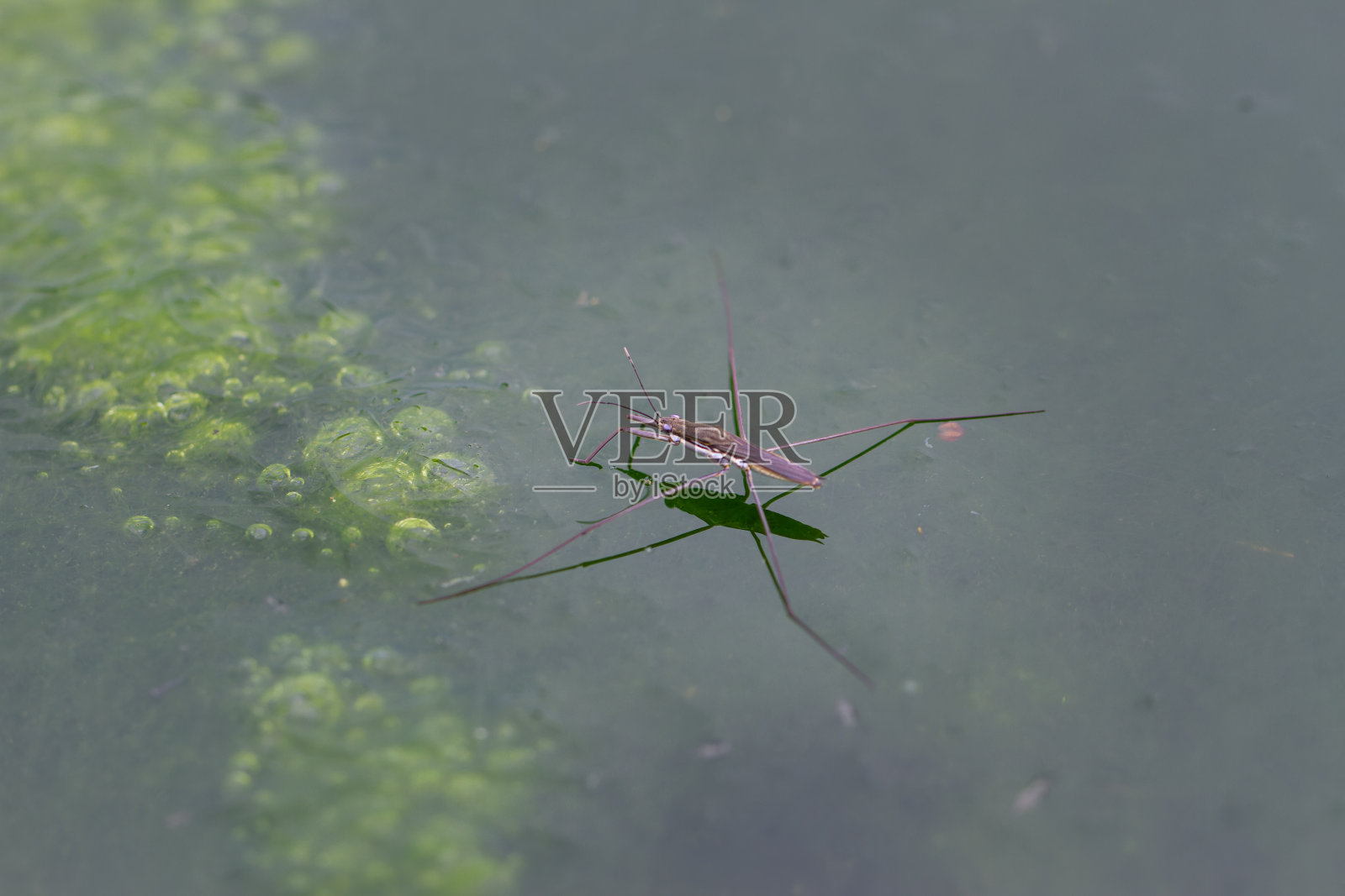 在中国台湾乌来，优雅的水黾在水藻覆盖的池塘上滑行。照片摄影图片