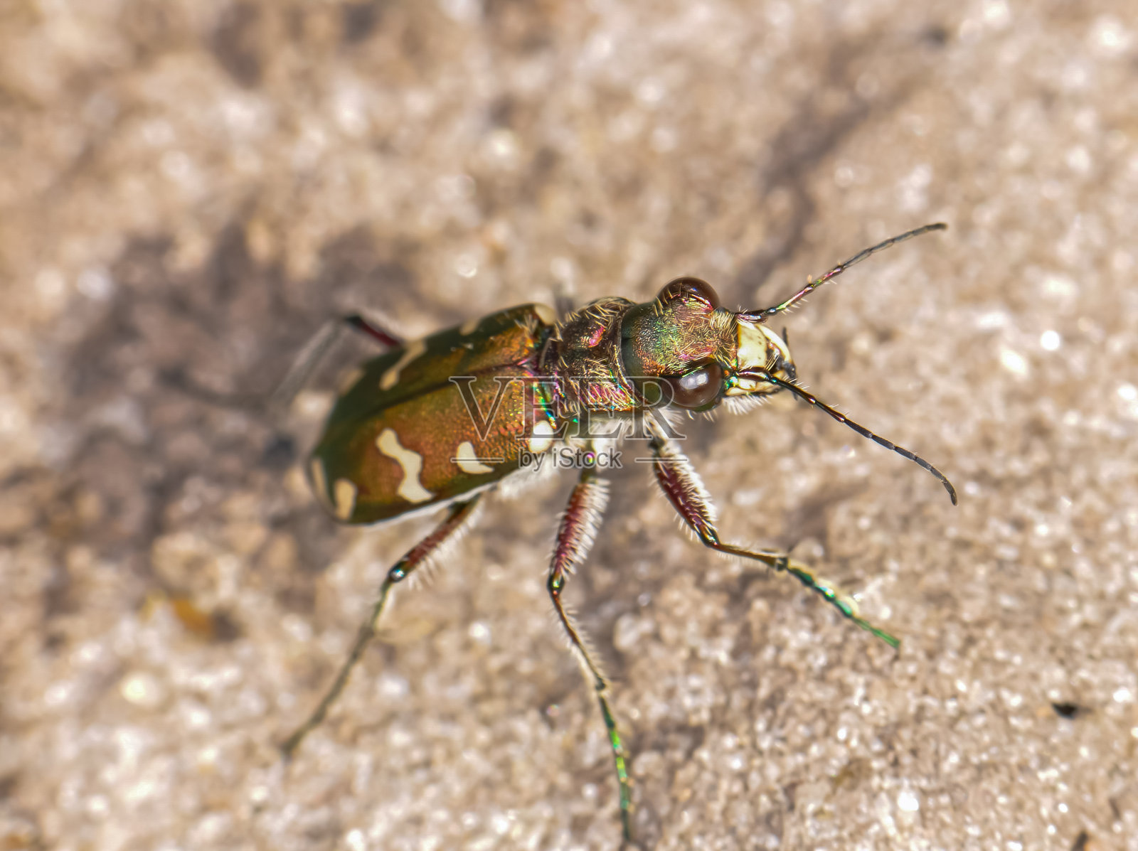 后院的Cicindela campestris或Field Racer。绿甲虫的微距照片照片摄影图片