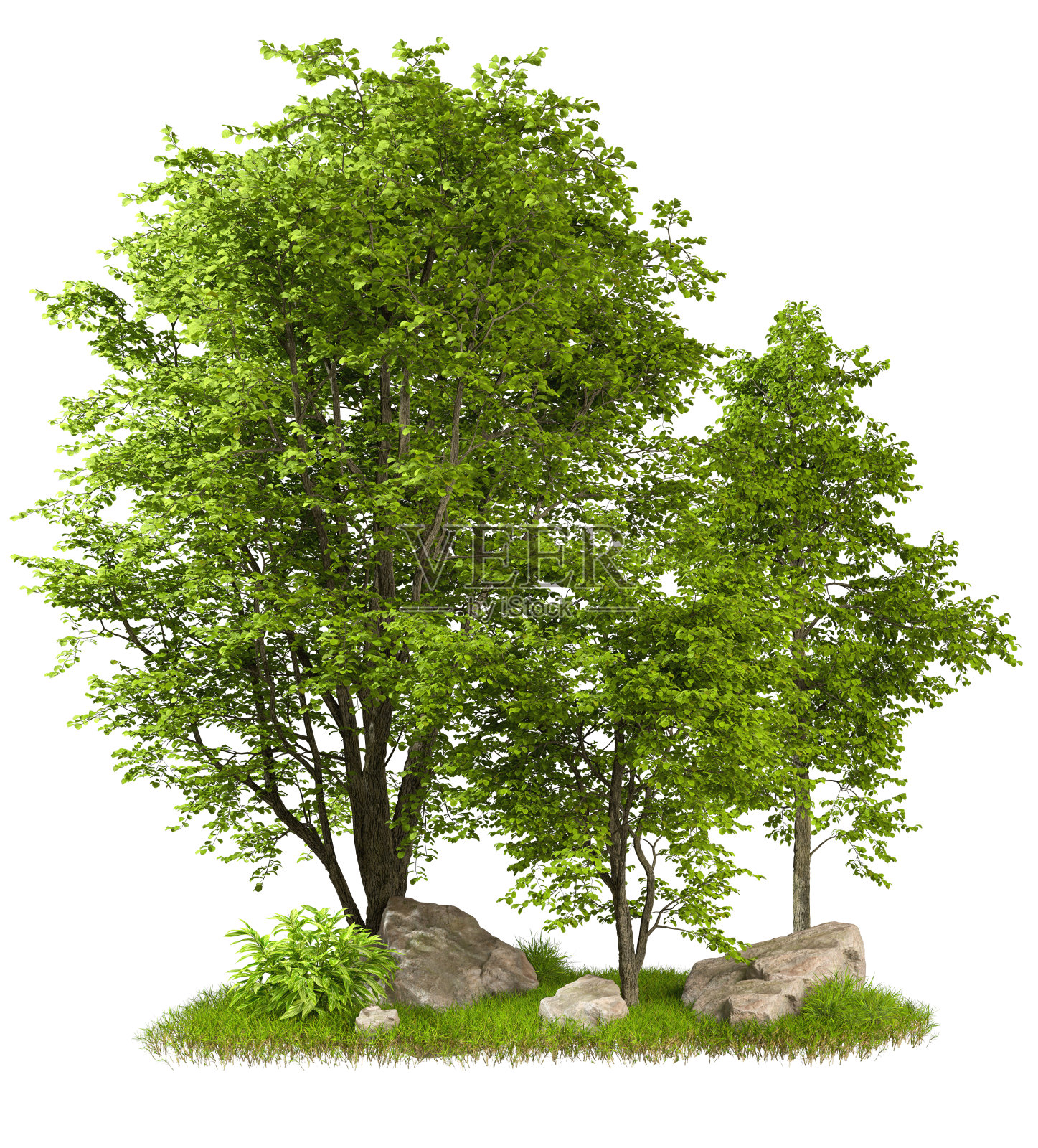 在白色背景上切割出绿色热带森林树木3d渲染照片摄影图片