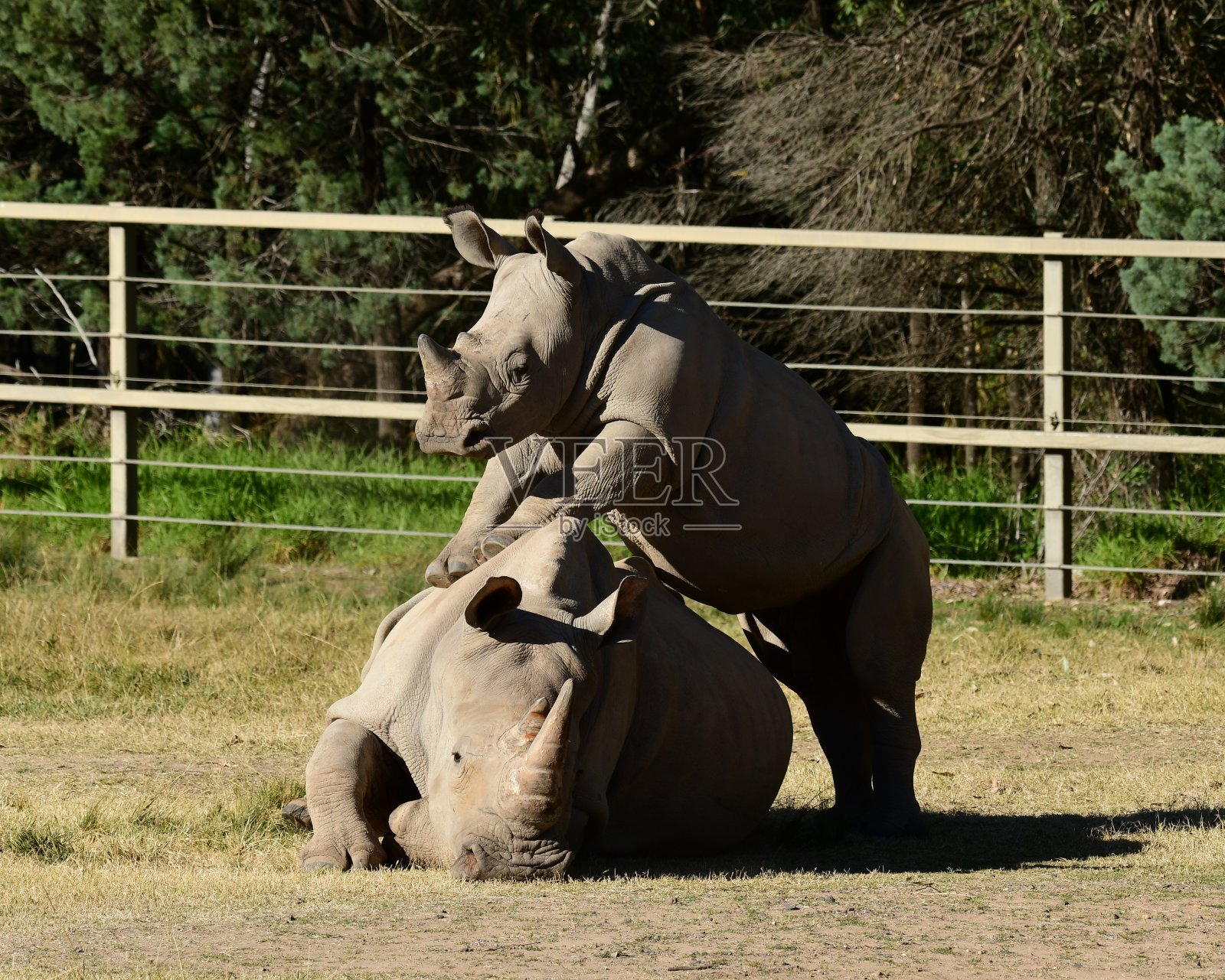 有小牛的黑犀牛照片摄影图片