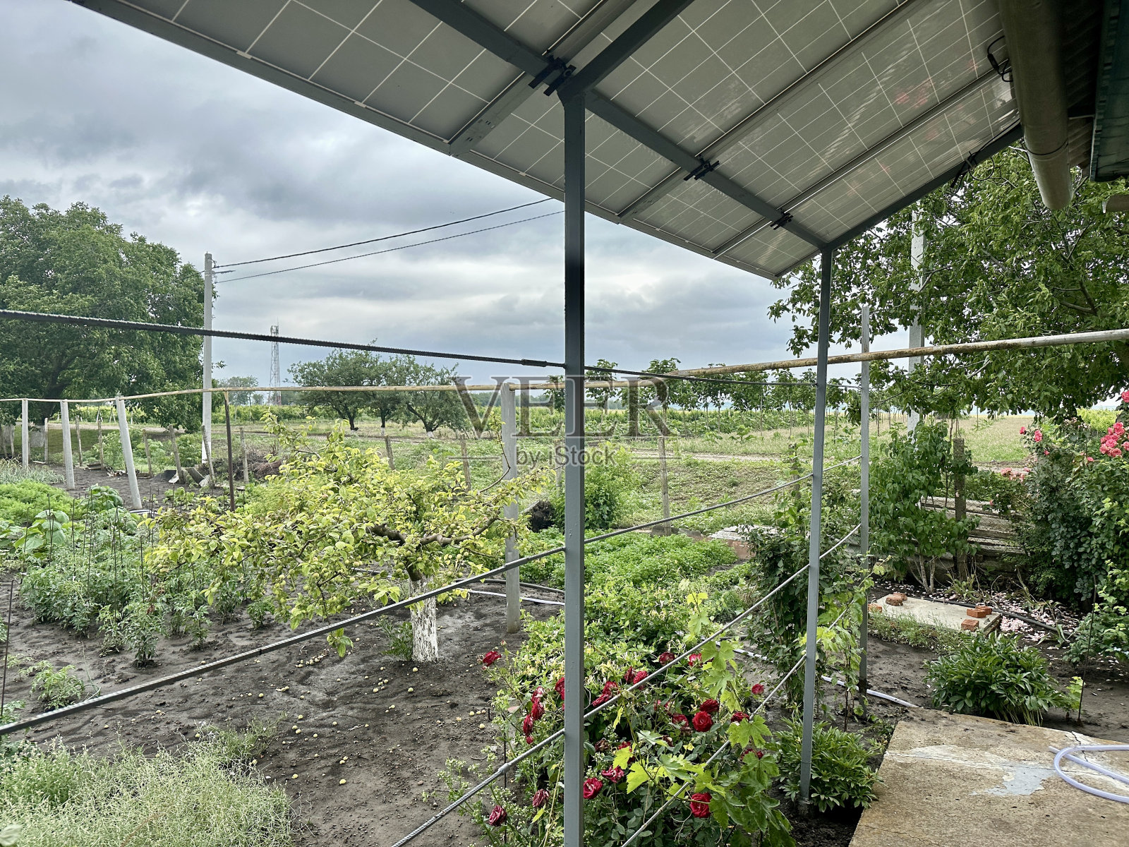 摩尔多瓦共和国的夏天照片摄影图片