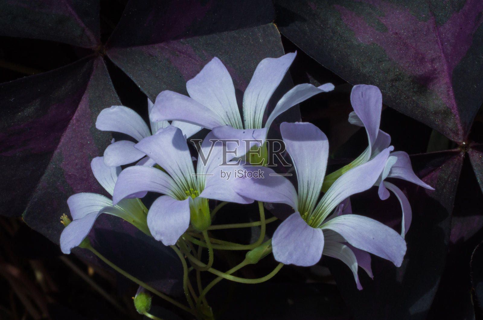 红叶草照片摄影图片