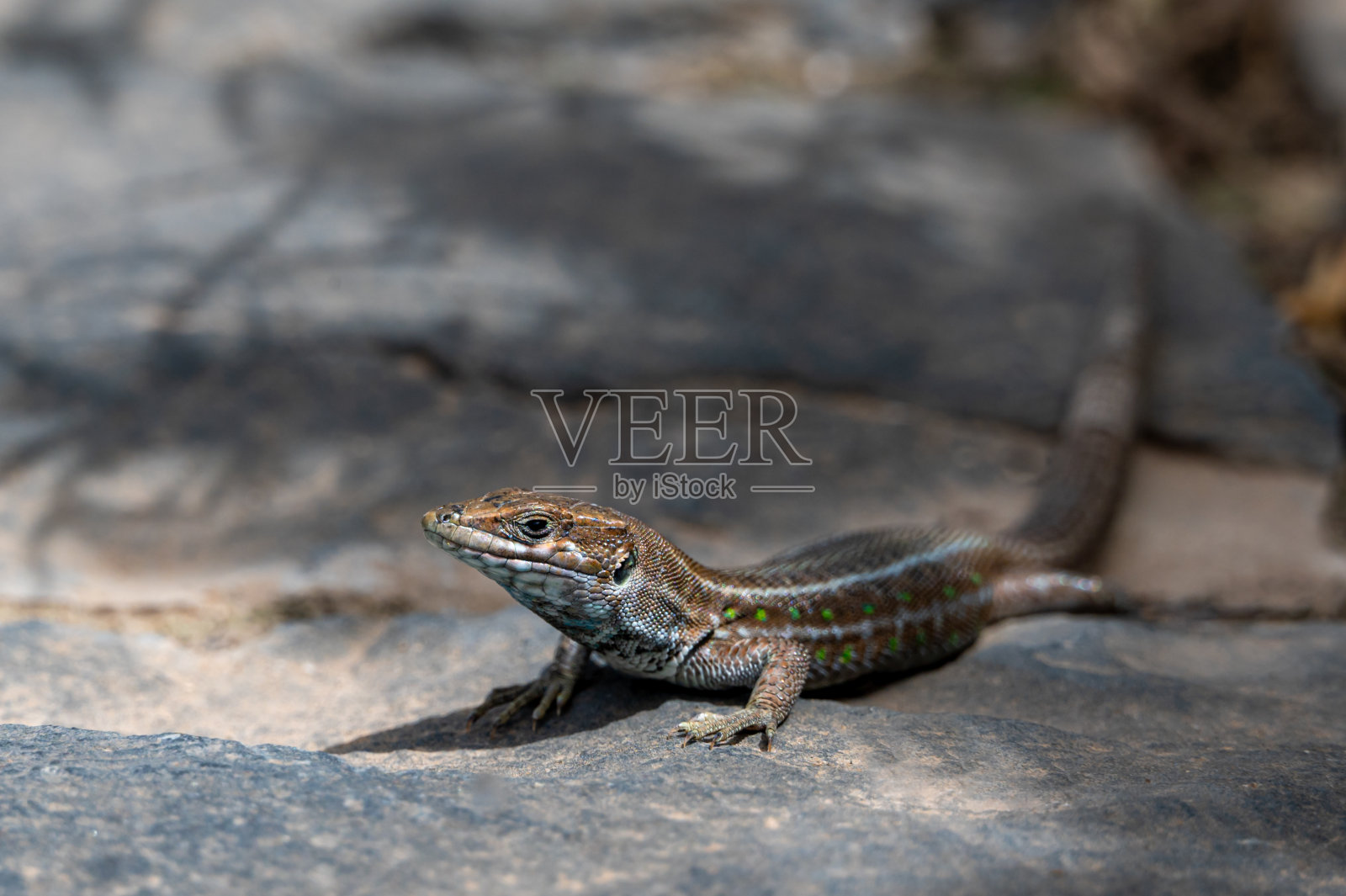 在西班牙富埃特文图拉本塔库里亚的人行道上休息的大西洋蜥蜴加洛蒂亚·亚特兰蒂斯照片摄影图片