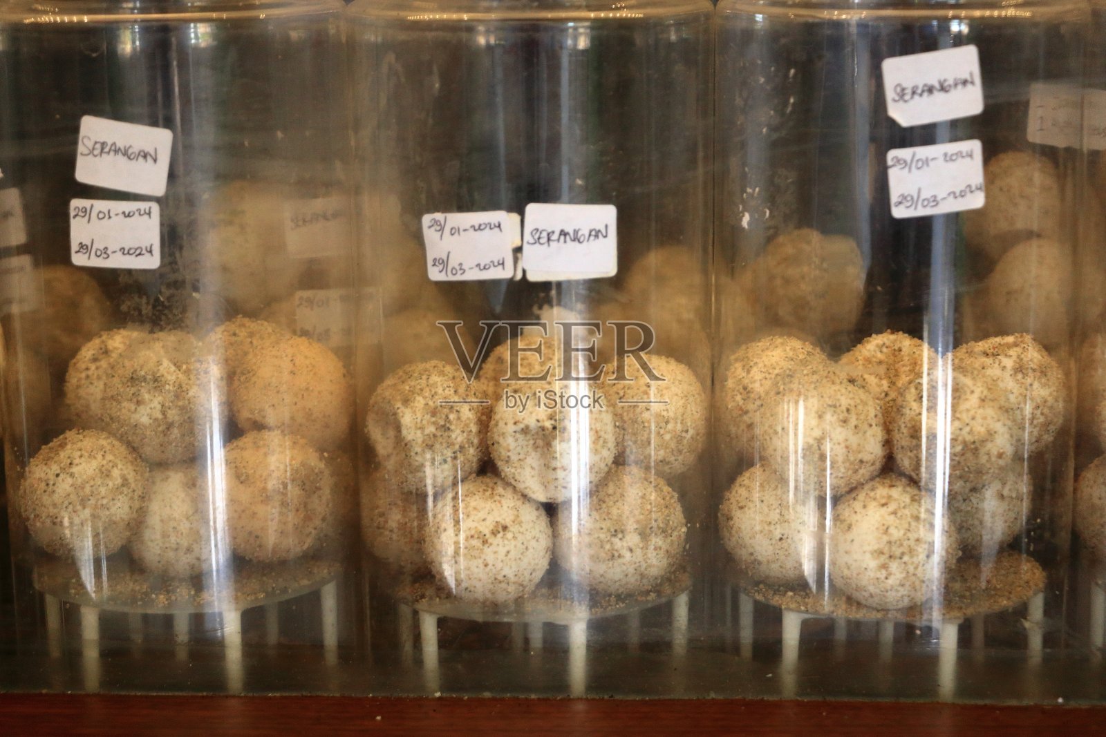 在巴厘岛一个透明的品种箱里的海龟蛋照片摄影图片