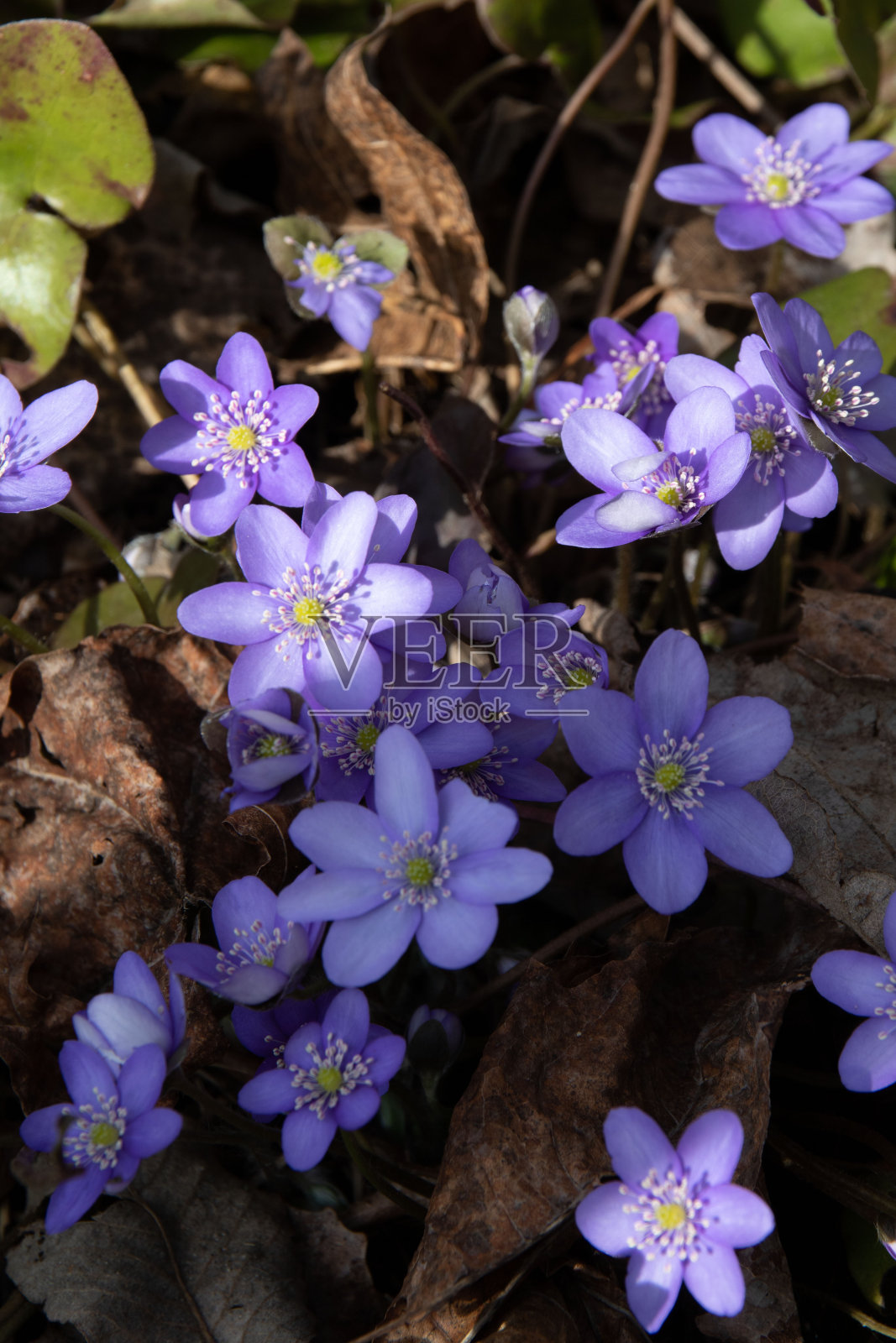 这是第一朵紫色和蓝色的春花在森林里生长的照片照片摄影图片