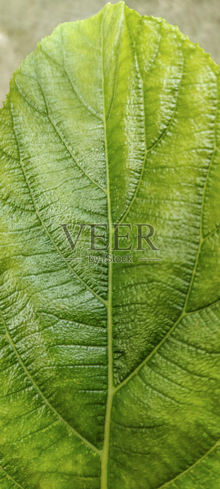 近距离拍摄一片绿色的原始树叶，树叶，树叶，摄影，背景，南瓜叶子照片摄影图片