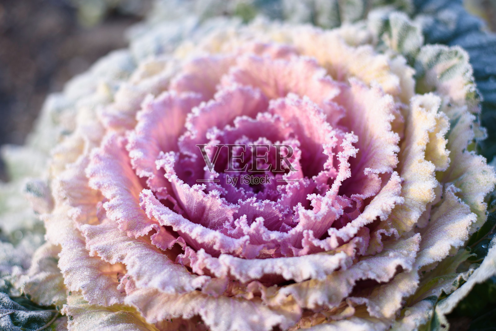美丽的装饰装饰卷心菜覆盖着早晨的霜冻背景。花园里的有机紫色装饰卷心菜。照片摄影图片