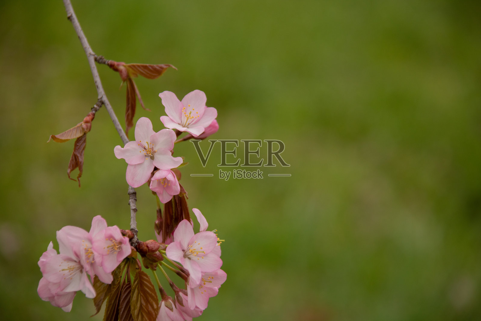 樱花盛开照片摄影图片