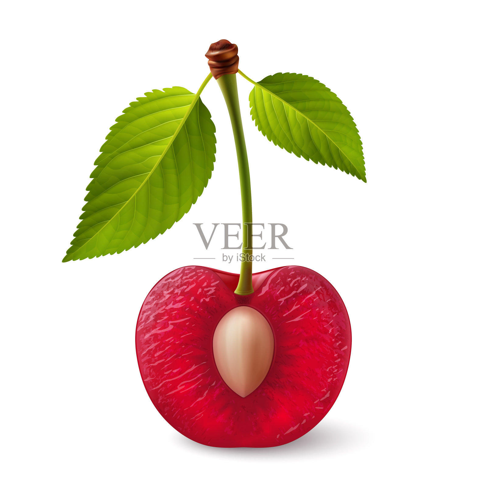 樱桃浆果插画图片素材