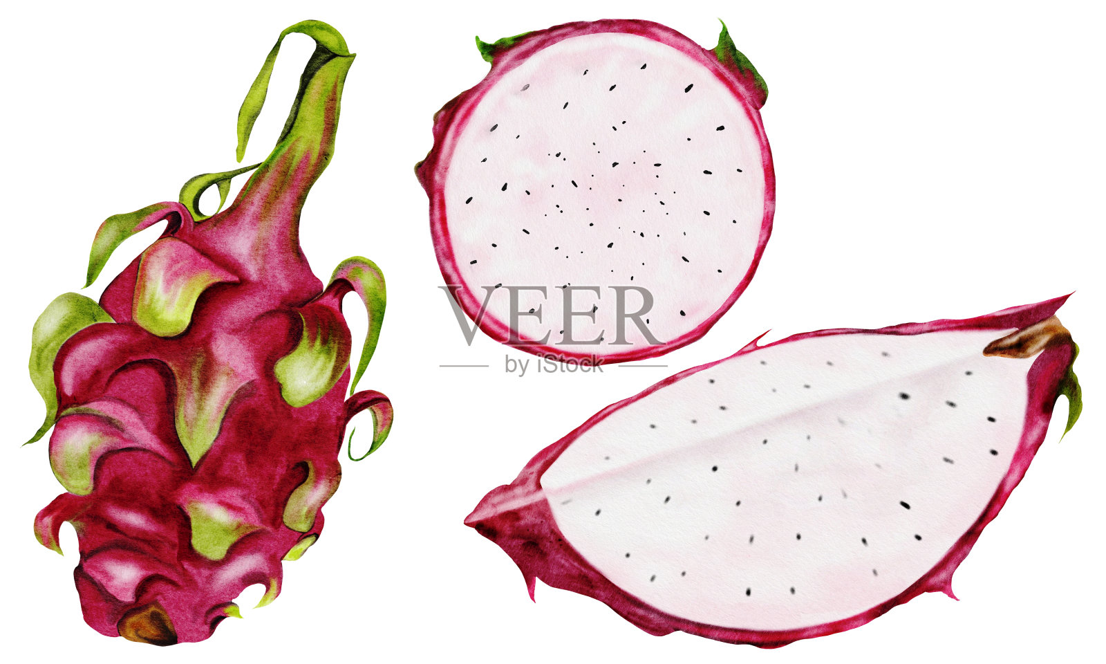 火龙果水彩画套装。异国情调的火龙果，整个切成片与种子在一个孤立的白色背景。手画。泰国植物的写实绘画。为食物插图设计和热带鸡尾酒菜单。插画图片素材
