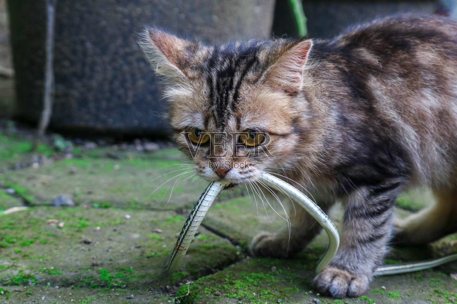 一只长毛的棕色小猫捕食小蛇。猫在野外打猎时咬蛇照片摄影图片