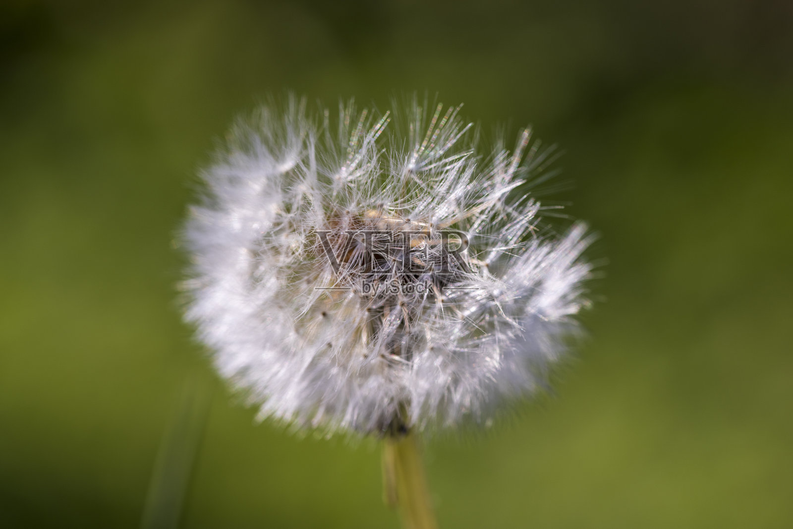 春天田野里蒲公英球的白色花朵照片摄影图片