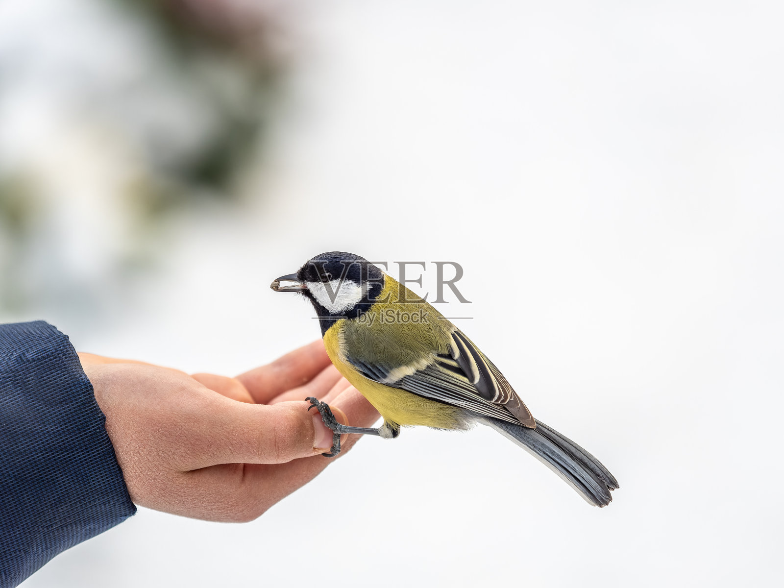 山雀坐在人的手上吃种子。照片摄影图片