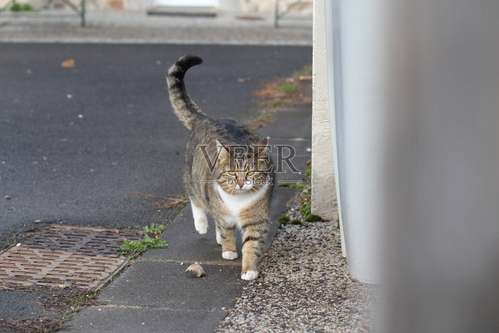虎斑猫和白猫户外与绿色植物花园照片摄影图片