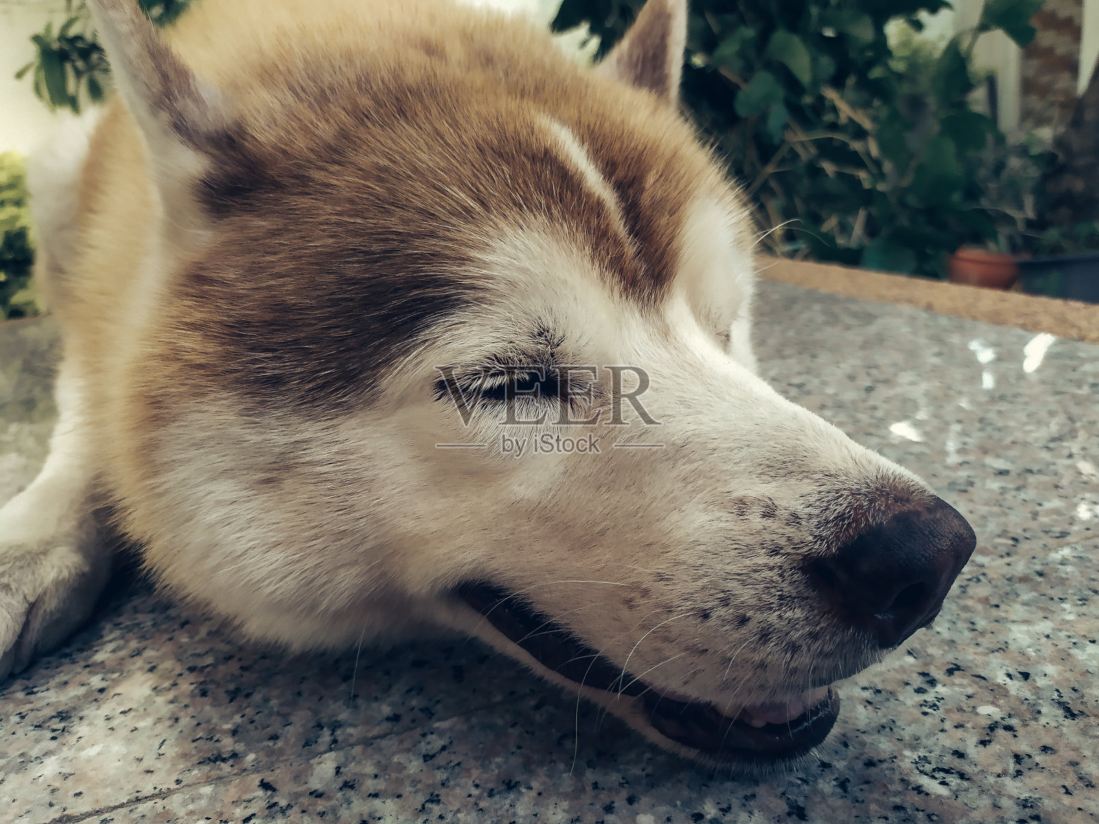 可怜的生病的哈士奇照片摄影图片