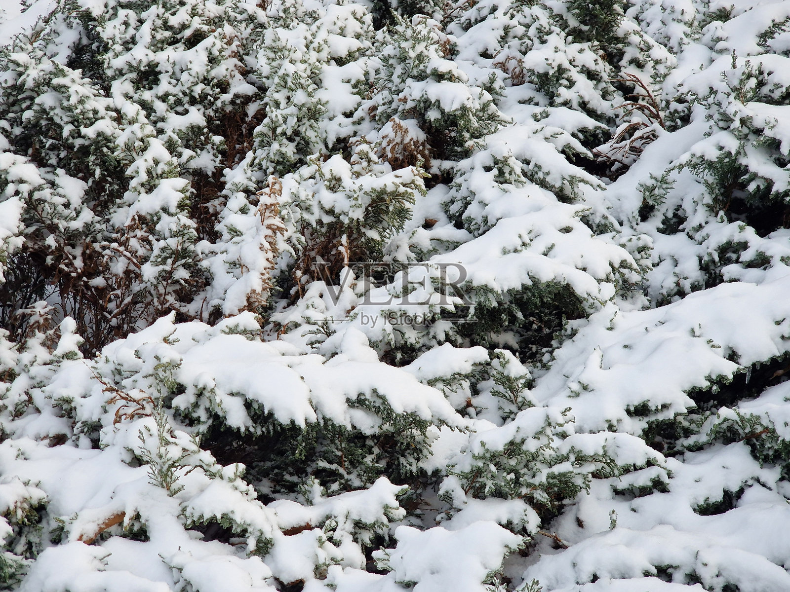 冬天雪落在松枝上照片摄影图片