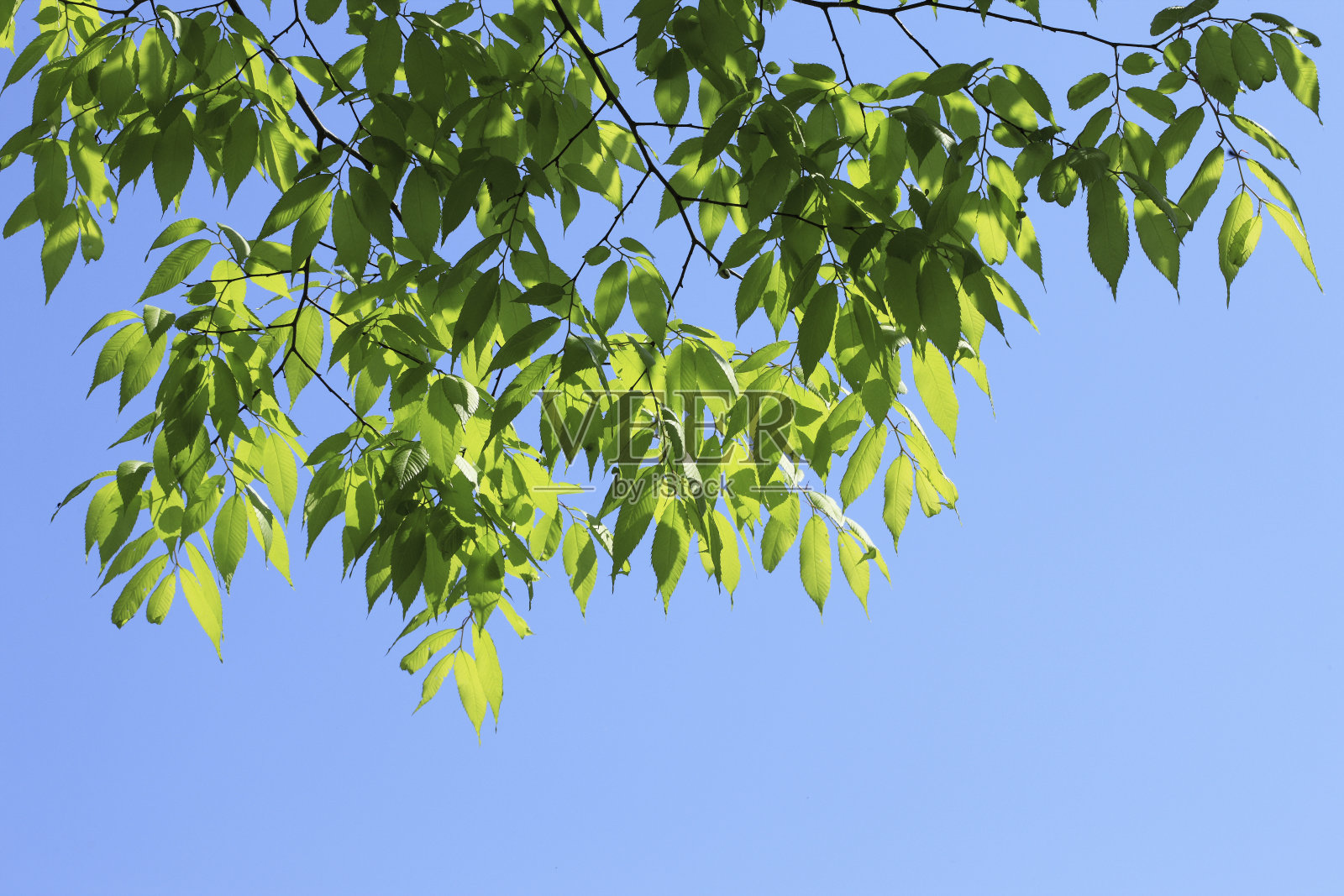 蓝天和嫩绿的树叶照片摄影图片