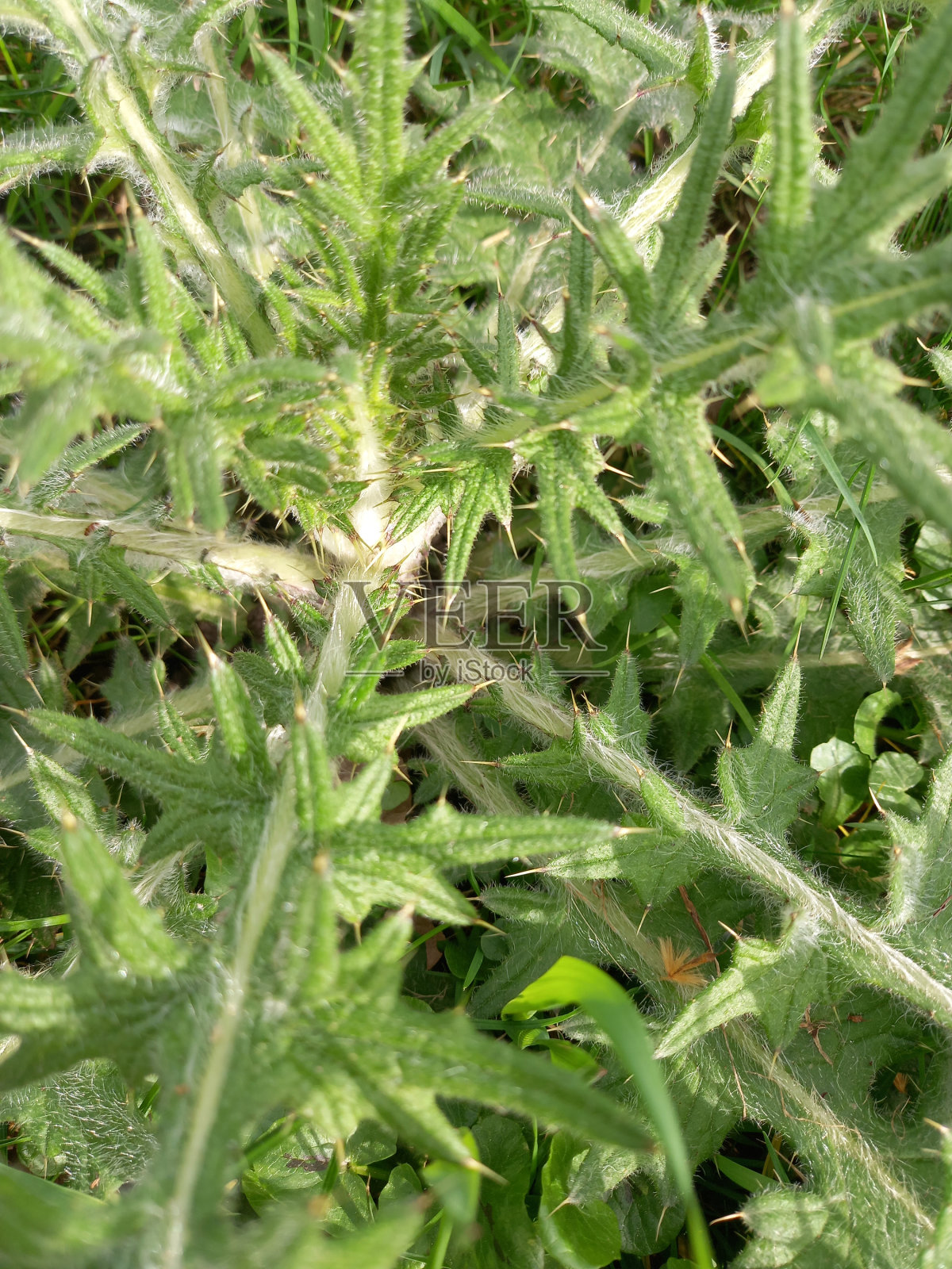 美丽的绿色大自然照片摄影图片