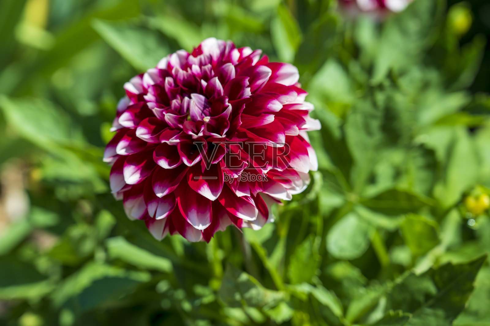 红白相间的大丽花特写。照片摄影图片