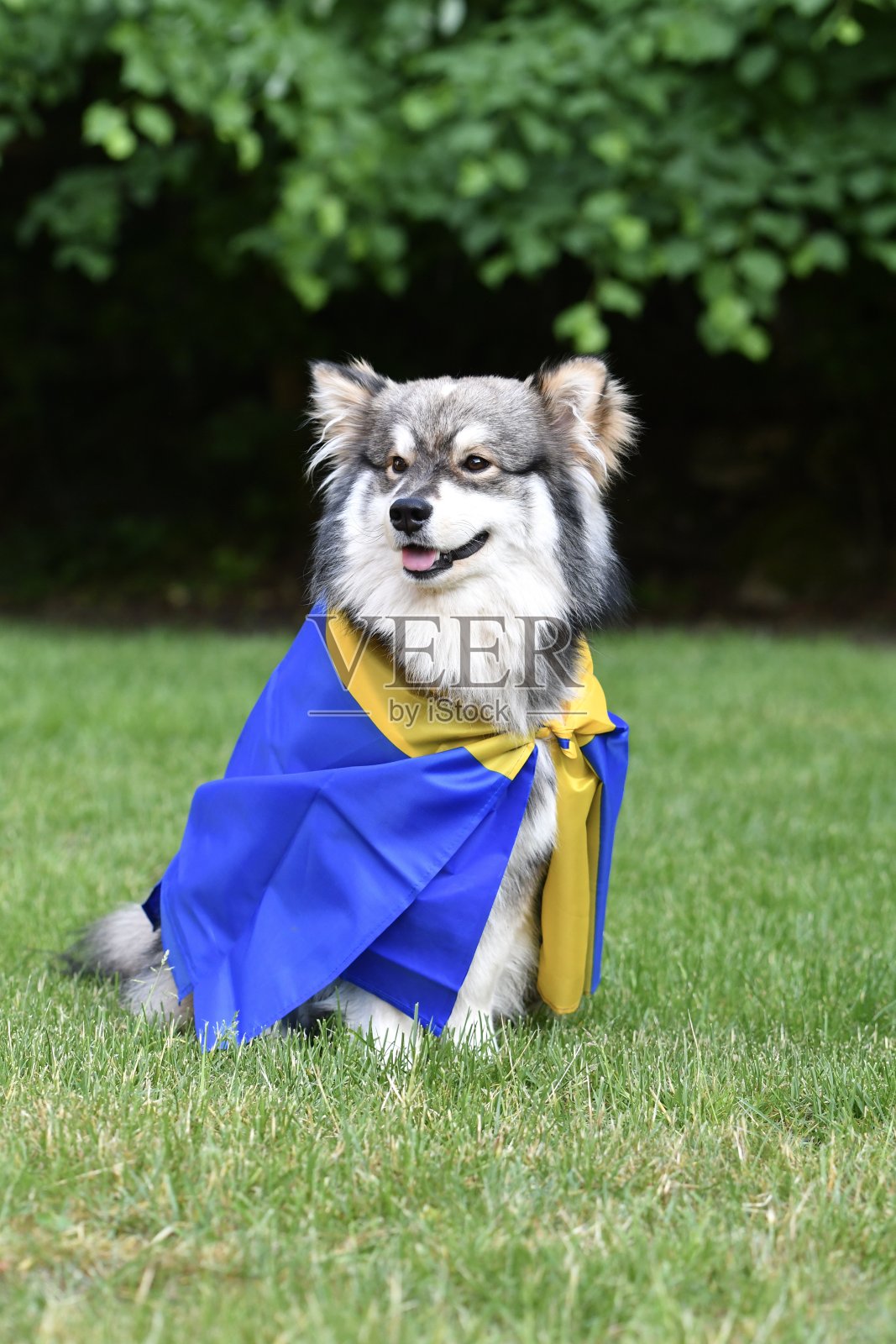 一只年轻的芬兰拉普芬犬的肖像照片摄影图片