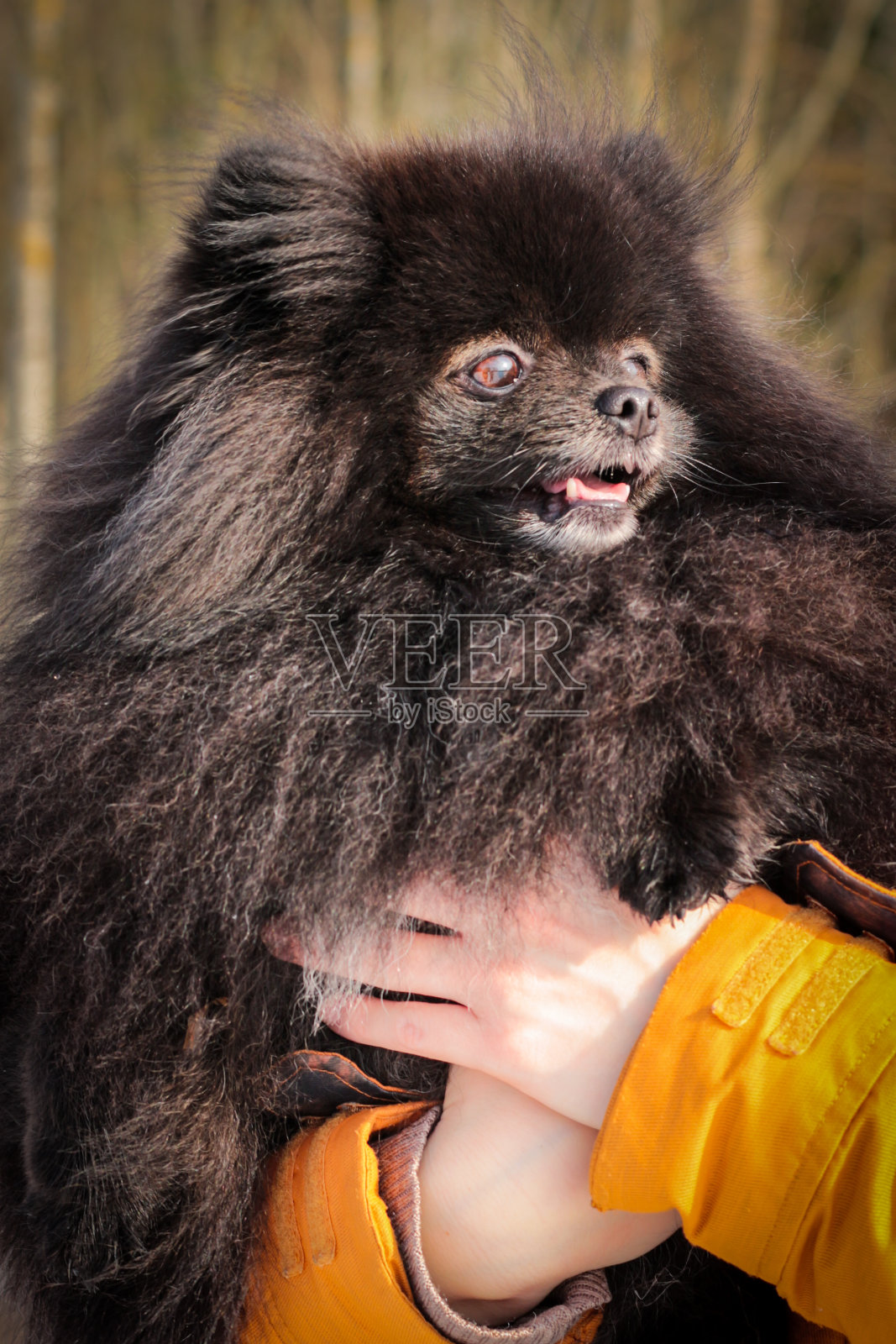 美丽的黑色波美拉尼亚斯皮兹在公园里散步，森林里有雪。和宠物狗一起散步。照片摄影图片