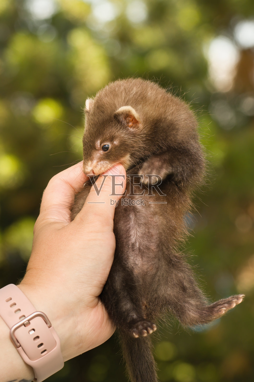 七周大的雪貂宝宝躺在饲养员的手里照片摄影图片