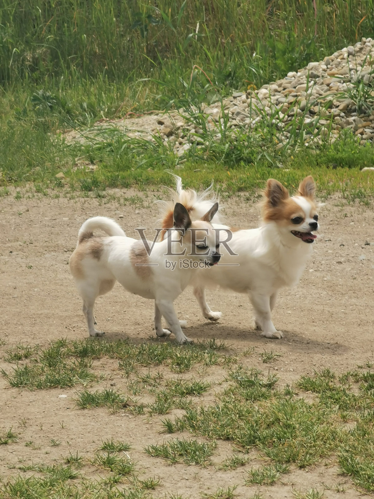 吉娃娃一起走照片摄影图片