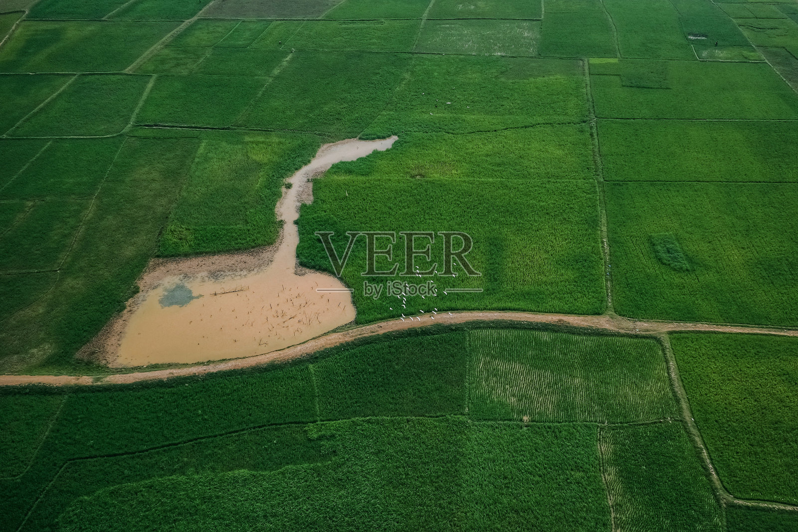 一只鸭子在稻田中央的身影照片摄影图片