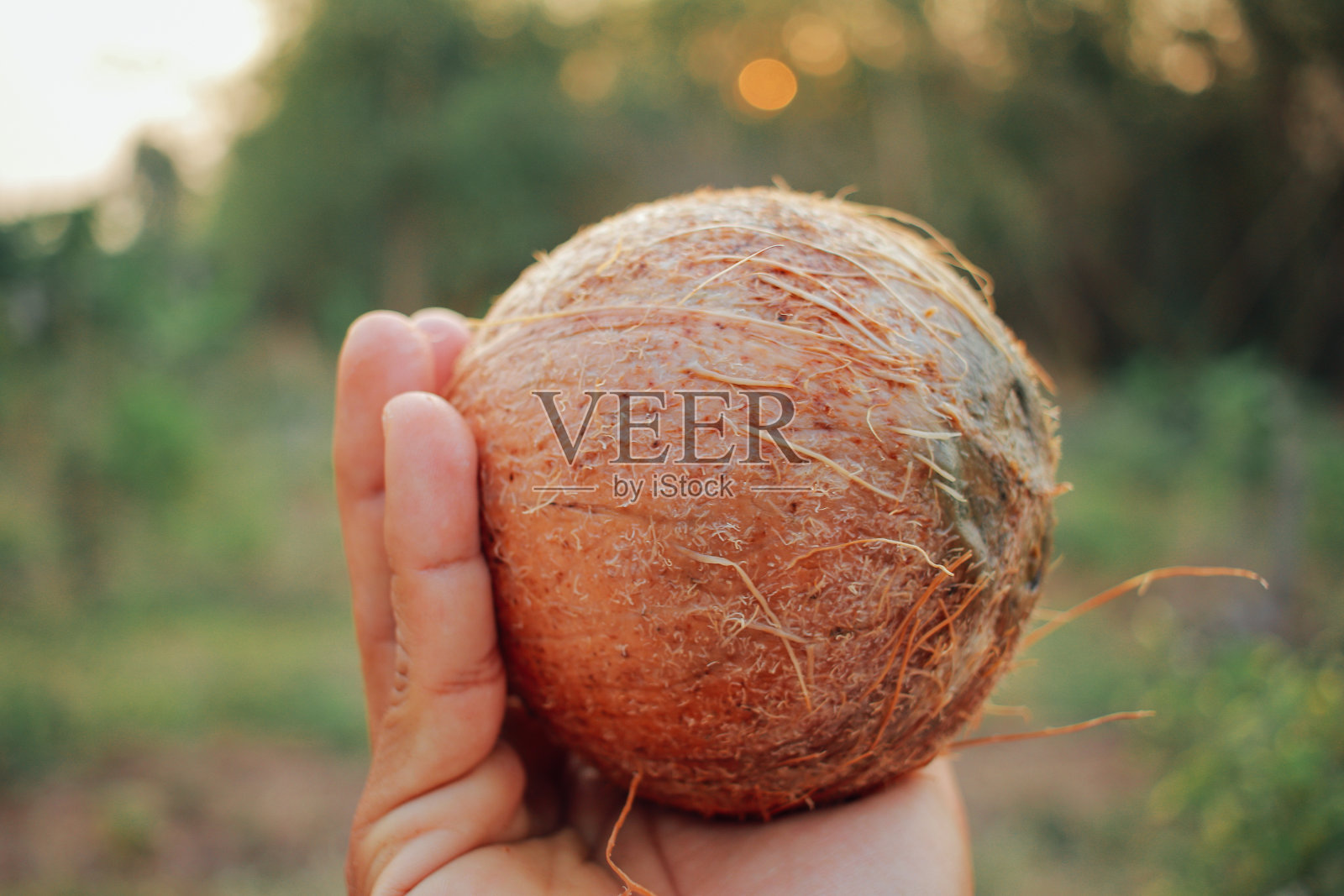 手里拿着棕色椰子照片摄影图片