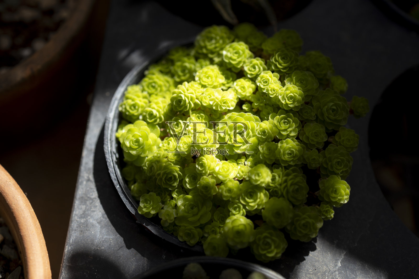 多肉微距照片。深绿色天然植物。照片摄影图片