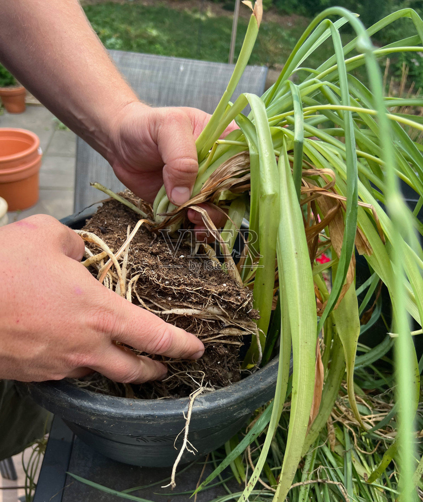 重新盆栽一株吊兰照片摄影图片