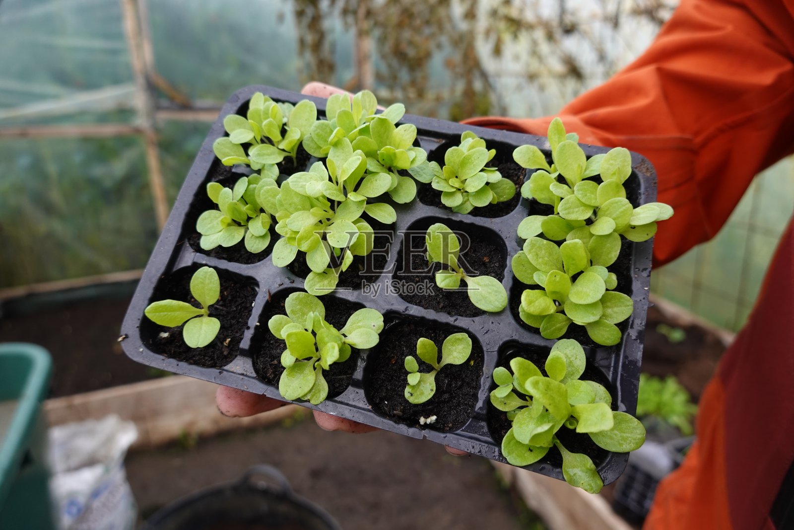 园丁拿着生菜幼苗准备移植到菜园里照片摄影图片