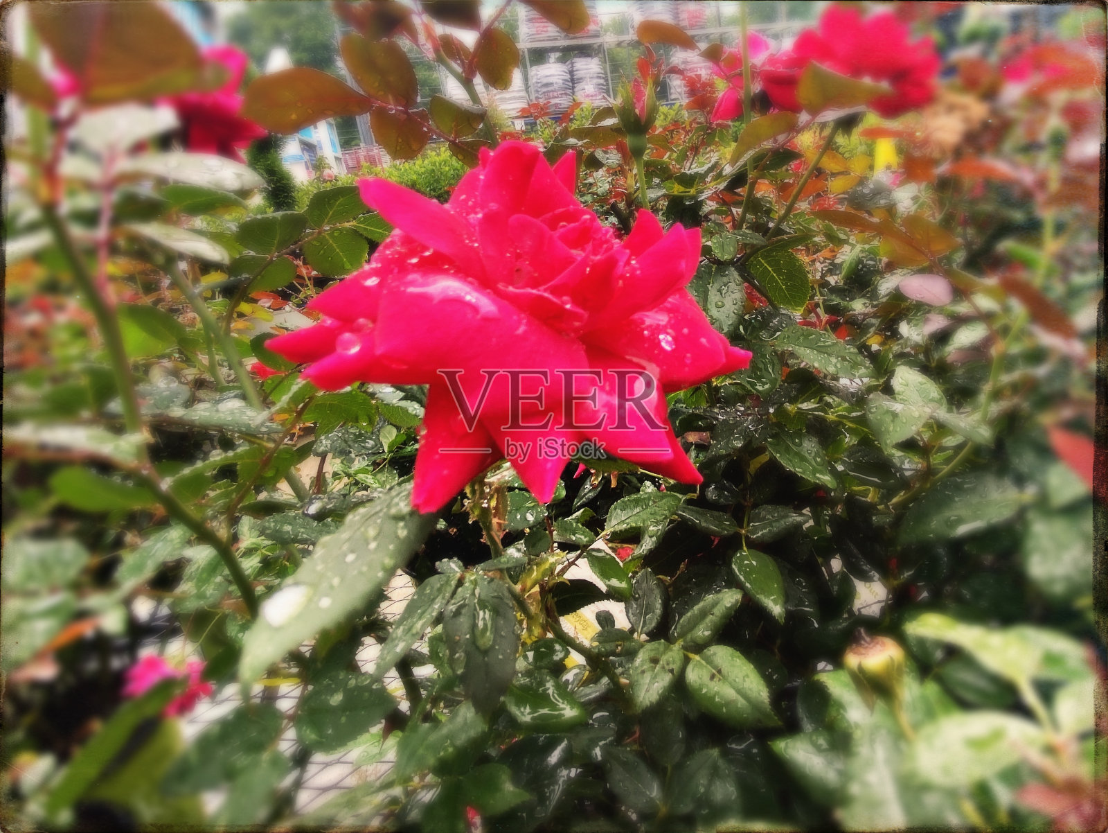 玫瑰花丛照片摄影图片