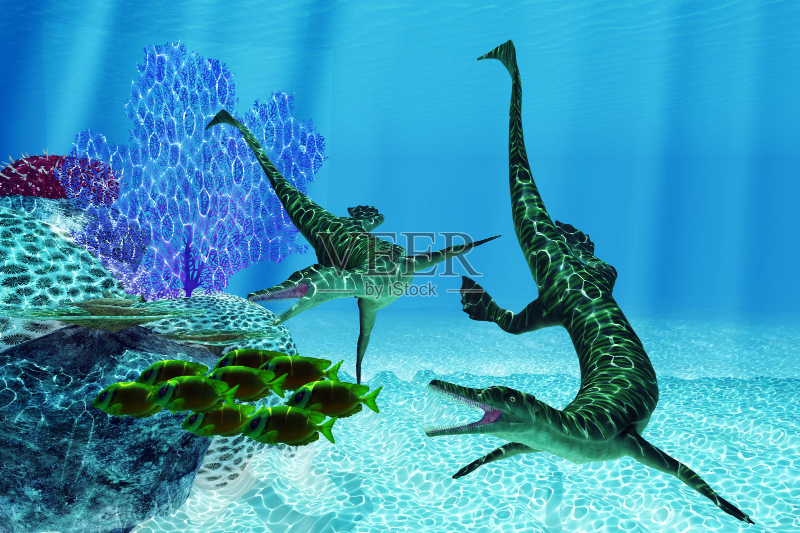 中角龙捕食鱼类照片摄影图片