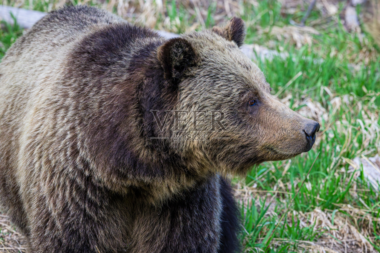 熊站在草地上照片摄影图片