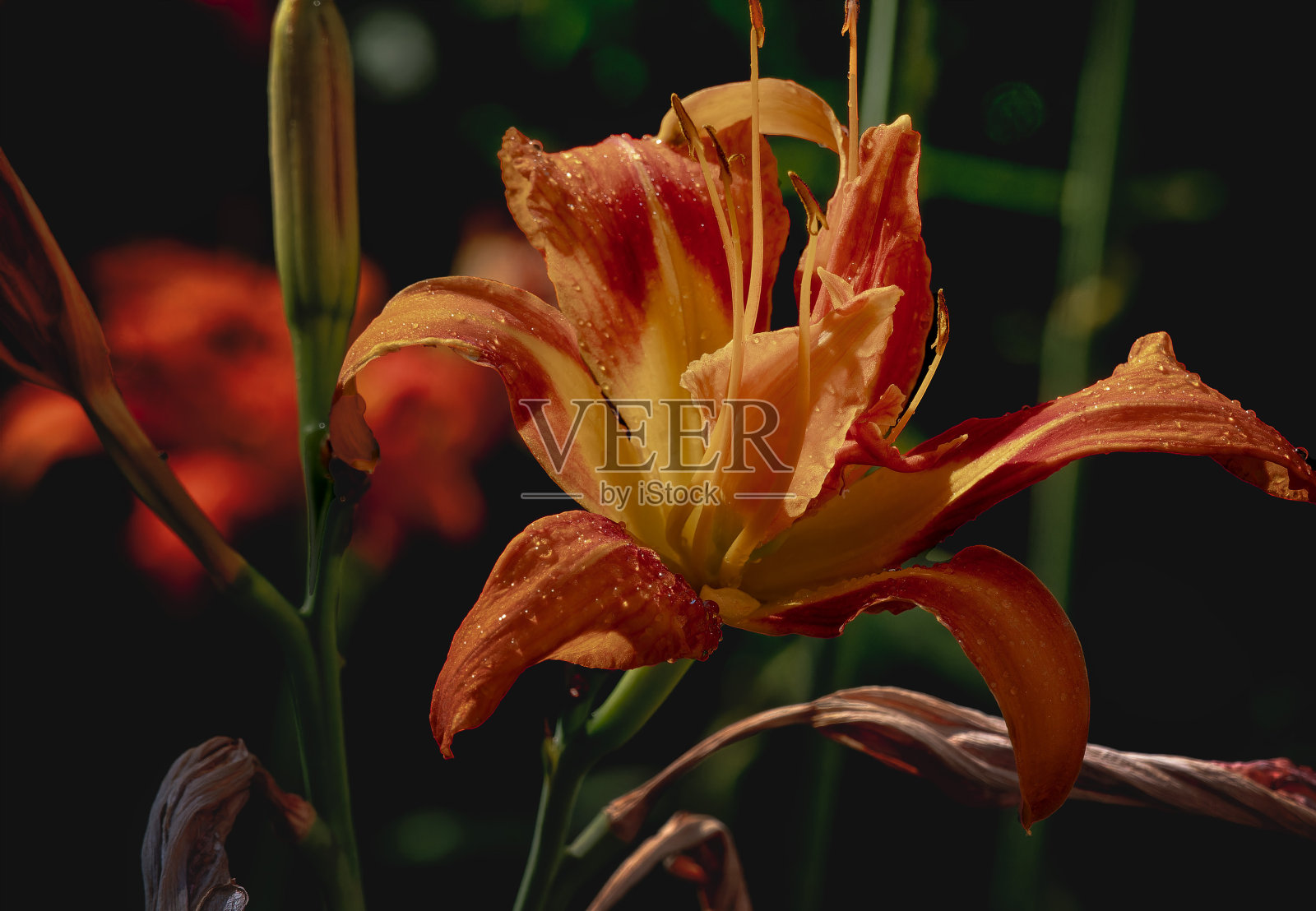 盛开的橙百合照片摄影图片