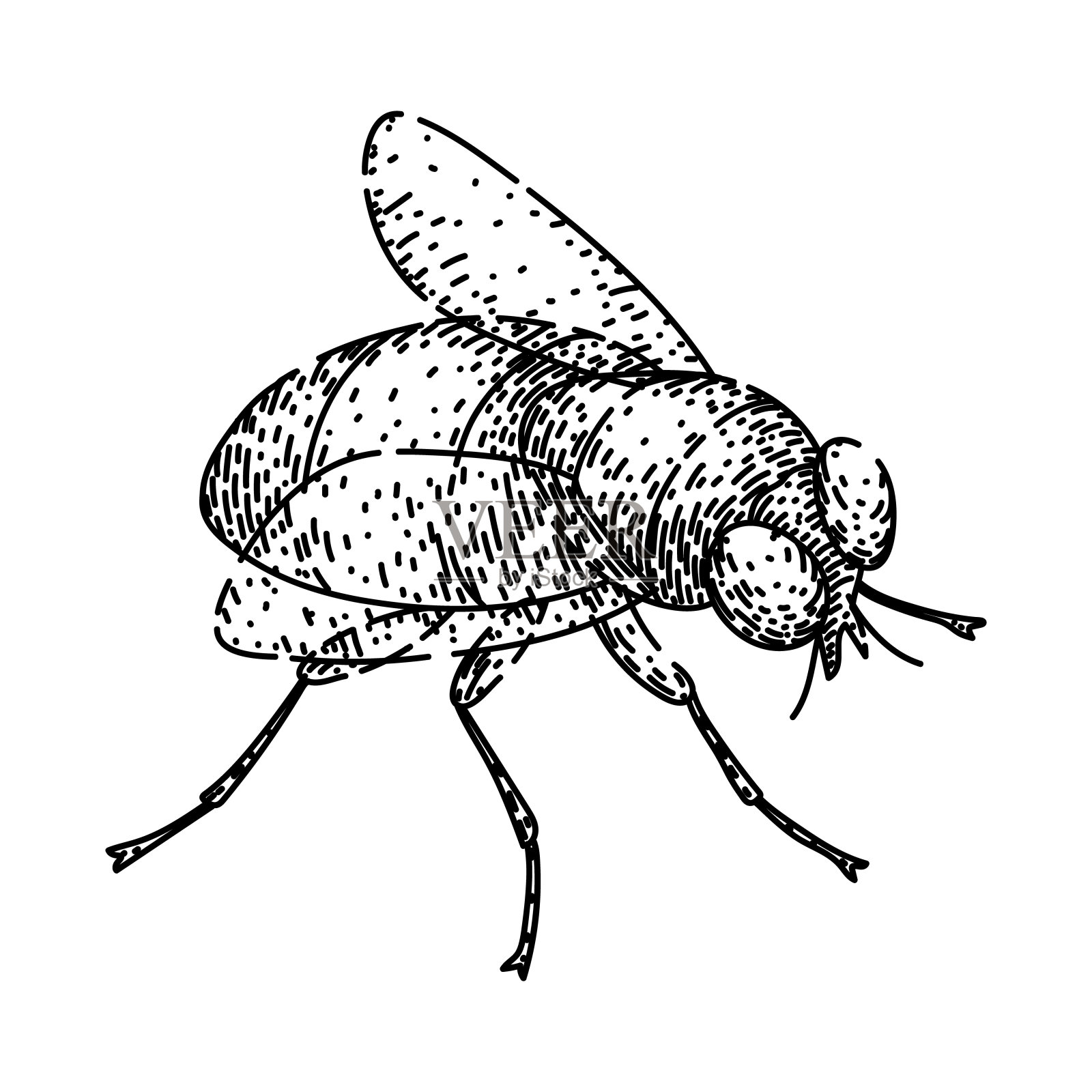 昆虫苍蝇素描手绘矢量插画图片素材
