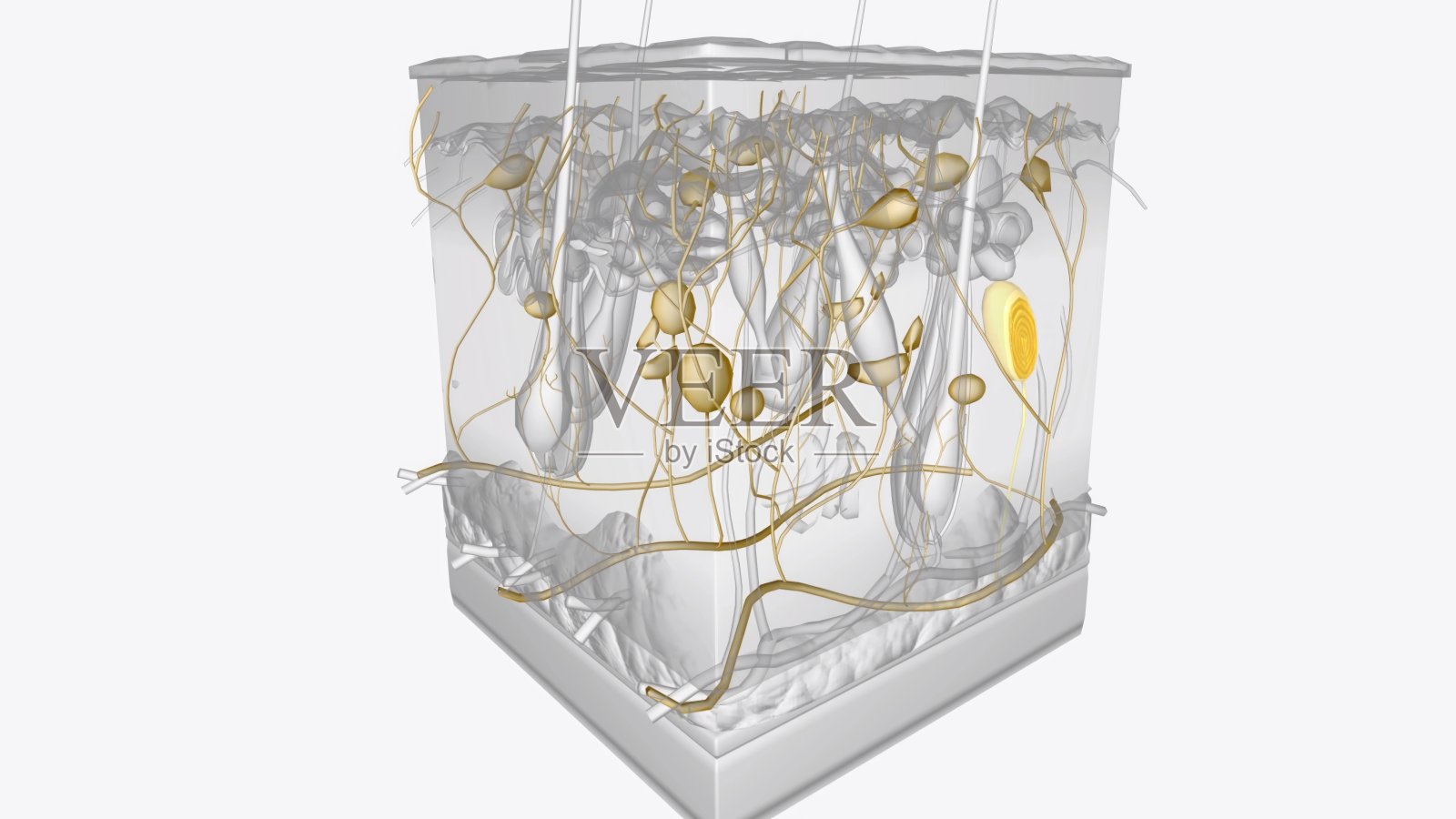神经系统的皮肤层照片摄影图片