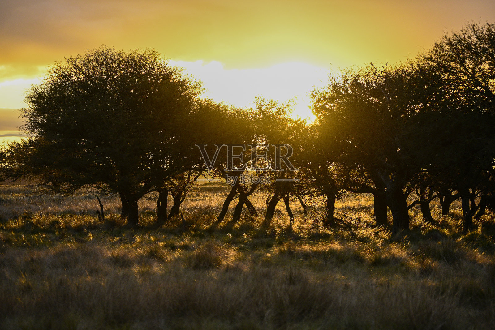 乡村日落景观，布宜诺斯艾利斯省，阿根廷照片摄影图片
