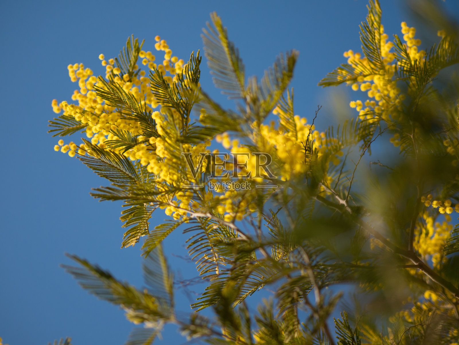 盛开的含羞草树在早春的风上荡漾.晴朗的春日.金合欢dealbata