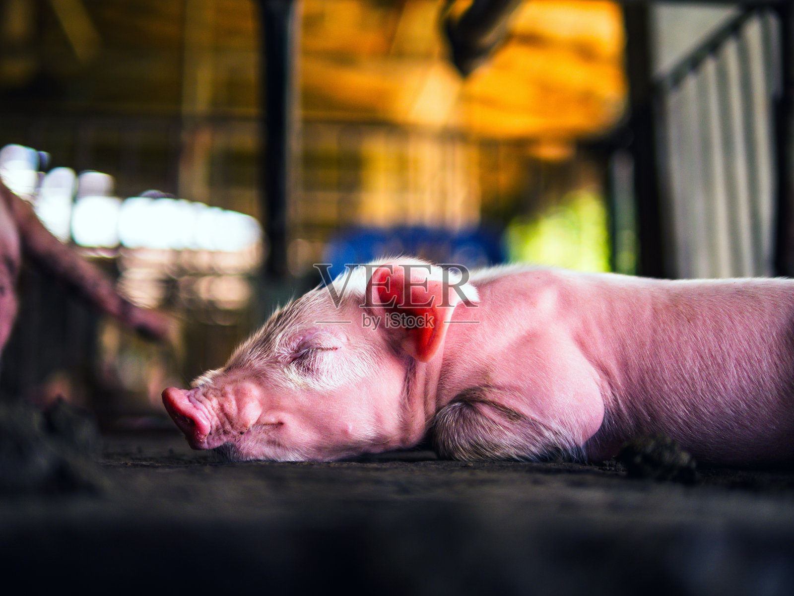 一只刚出生一周的小猪和其他小猪一起睡在猪场里，特写照片摄影图片
