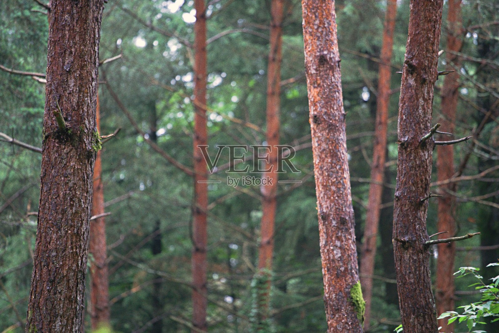法国森林秋夏色彩照片摄影图片