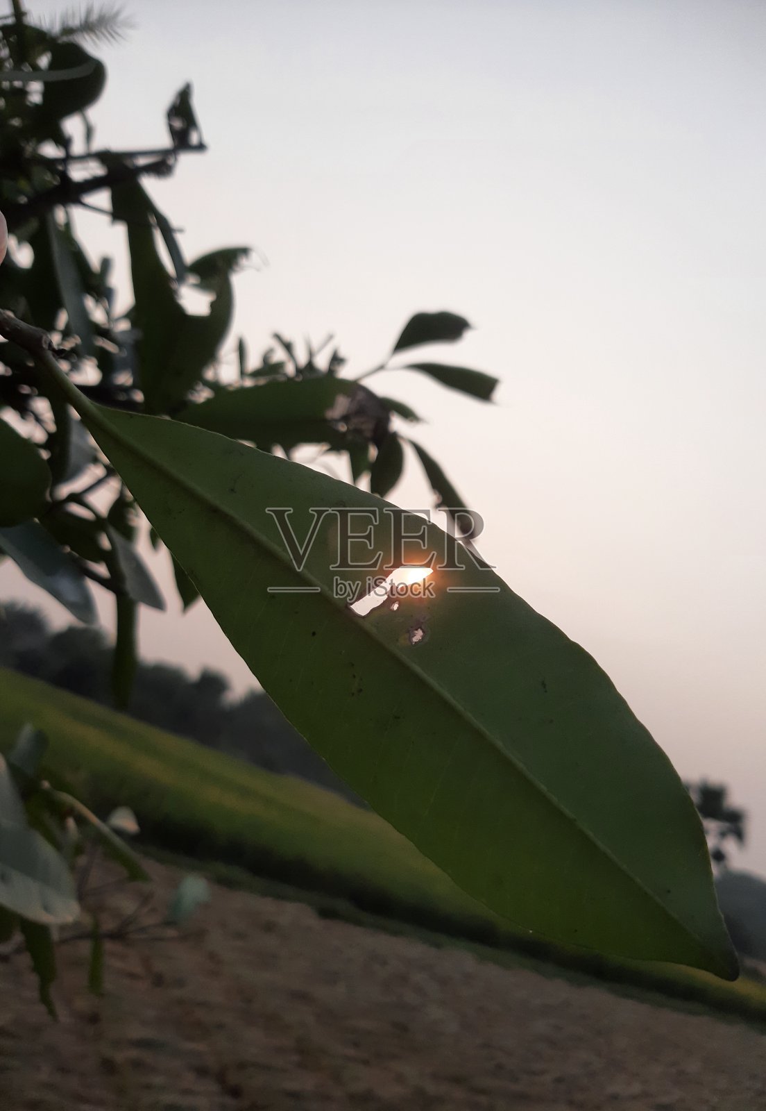 花照片摄影图片