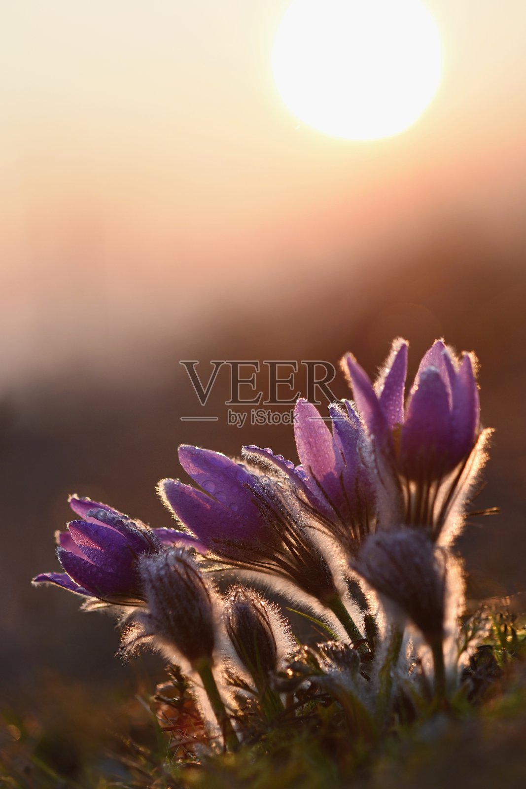 春天的背景和草地上的花朵。白头翁(pulsatila grandis)照片摄影图片