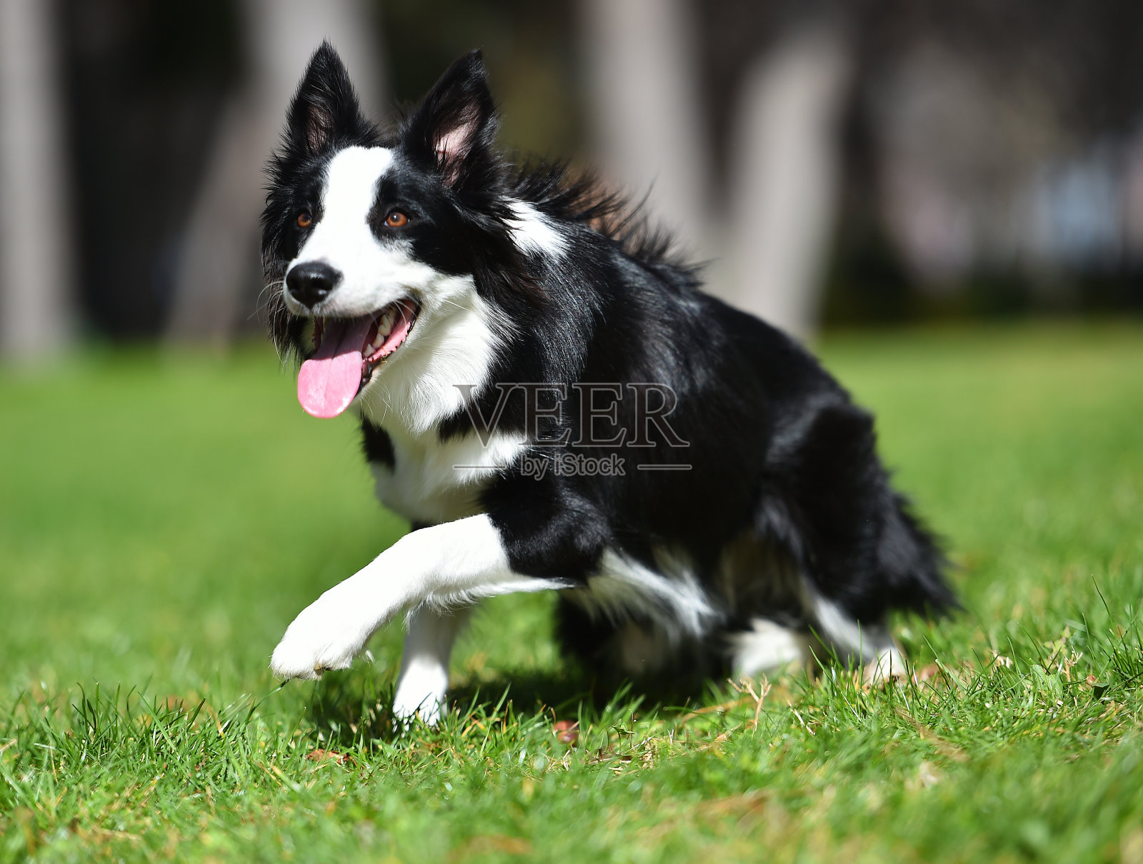 边境牧羊犬照片摄影图片