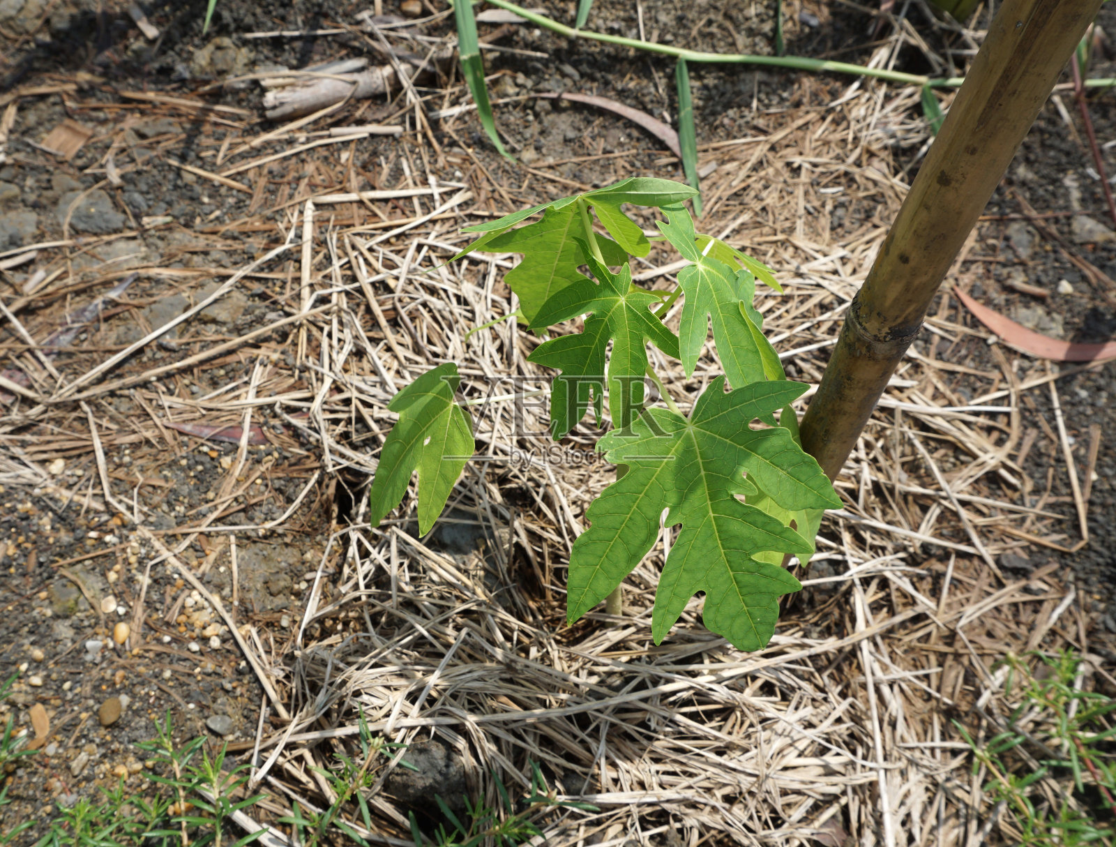 木瓜树照片摄影图片