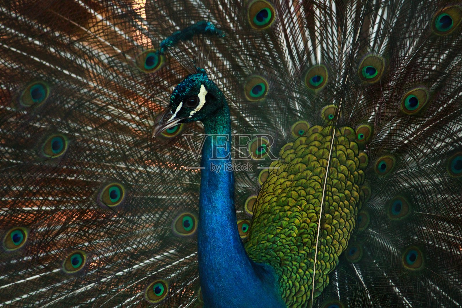 雄孔雀照片摄影图片