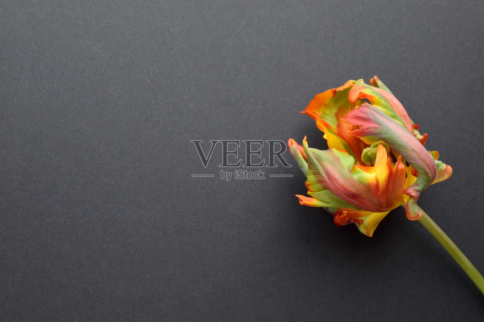 鹦鹉郁金香的洛可可品种的花是橙色的绿色条纹。褶皱的郁金香花瓣。副本的空间。照片摄影图片