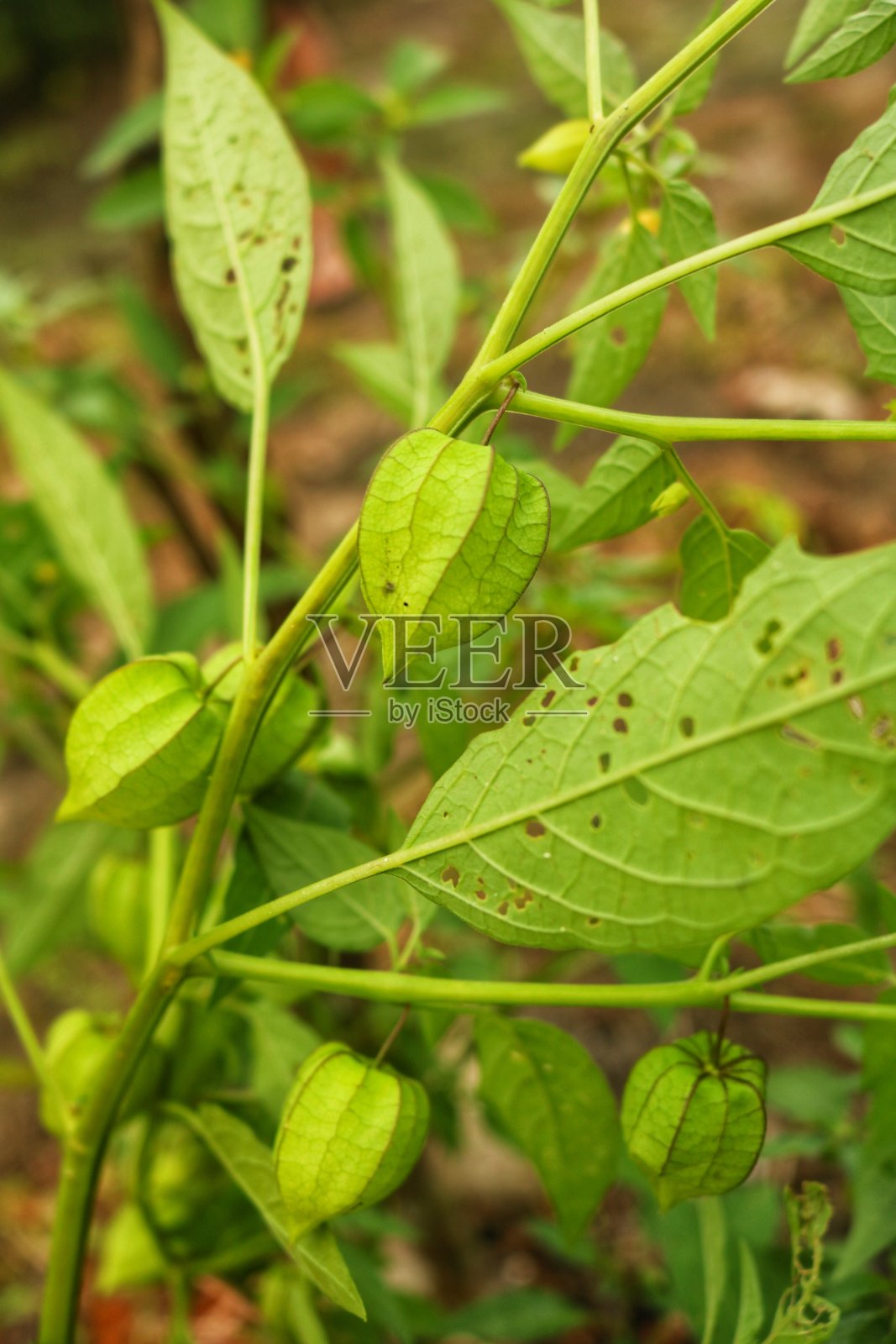 酸浆属angulata照片摄影图片