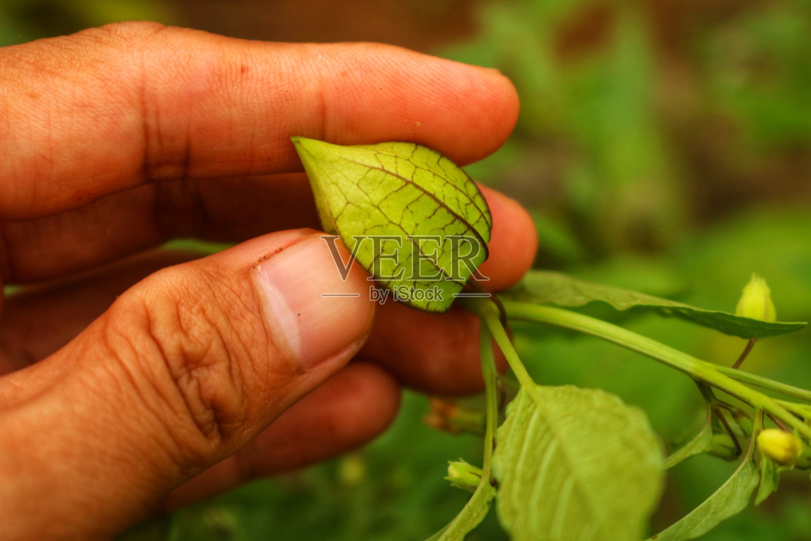 酸浆属angulata照片摄影图片